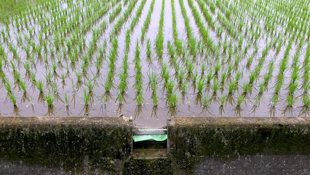 田植え　苗を植えたばかりの水田