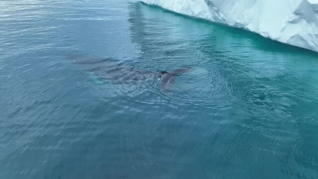 Ballenas Jorobadas nadando cerca de grandes icebergs