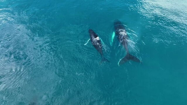 Ballenas Jorobadas nadando cerca de grandes icebergs