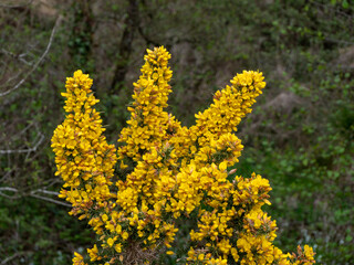 Obraz premium A bush, inflorescences of yellow flowers, a plant. Ulex known as gorse, furze, or whin is a genus of flowering plants in the family Fabaceae.