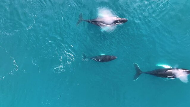 Ballenas Jorobadas nadando cerca de grandes icebergs