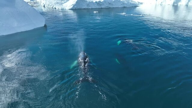 Ballenas Jorobadas nadando cerca de grandes icebergs