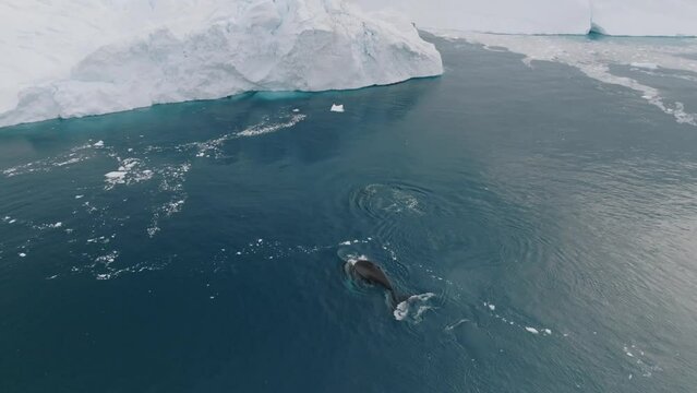 Ballenas Jorobadas nadando cerca de grandes icebergs