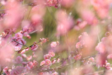 Obraz premium 梅のクローズアップ