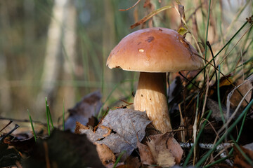 Boletus in an autumn forest. Sunny morning. Copy space. 