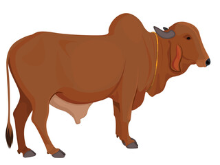 Zebu bull. Brahman cattle. Vector illustration