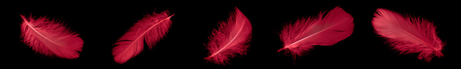 a red goose feather on a black isolated background