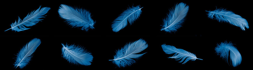 blue goose feather on black isolated background