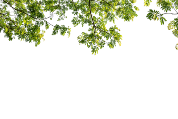 green leaves isolated on white background PNG Form 