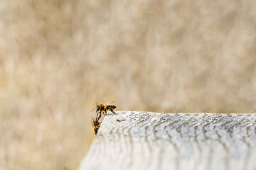 Macro photo of bees helping each other. beekeeping and honey production.