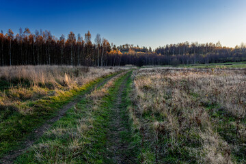 Brzozy  podświetlone zachodzącym słońcem. © Oktawian