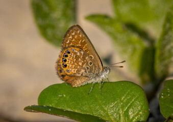 Eastern Pygmy Blue Butterfly on a Coastal Plant
