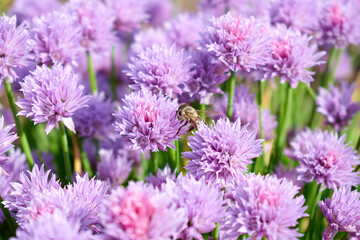 A bee is sitting on a pink flower in the center of the frame
