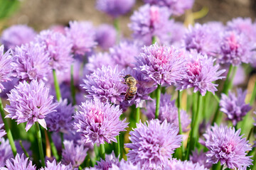 A bee in the center of the frame collecting pollen from a flower