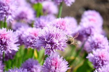 A beautiful pink flower in the center of the frame and a bee on this flower with a background of the same flowers
