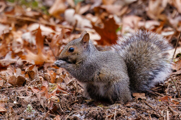 Wild Eastern gray squirrel (Sciurus carolinensis) sitting on ground eating seed during fall.Selective focus, background blur and foreground blur
