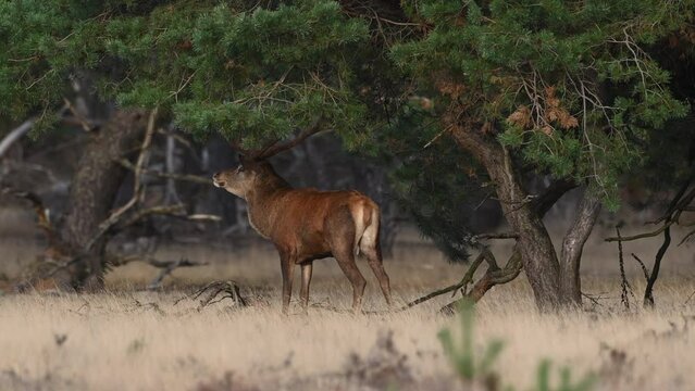 Red deer stag in a forest during early autumn at the start of the rutting season.