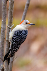 Red-bellied woodpecker (melanerpes carolinus) on a branch during fall in Wisconsin. Selective focus, background blur and foreground blur.
