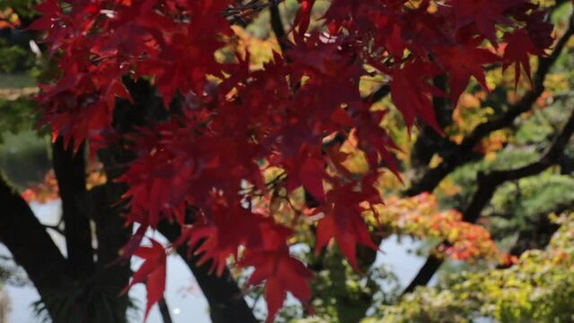 Maple trees leaves turned red in the fall in a japanese garden in autum