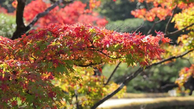 Maple trees leaves turned red in the fall in a japanese garden in autum