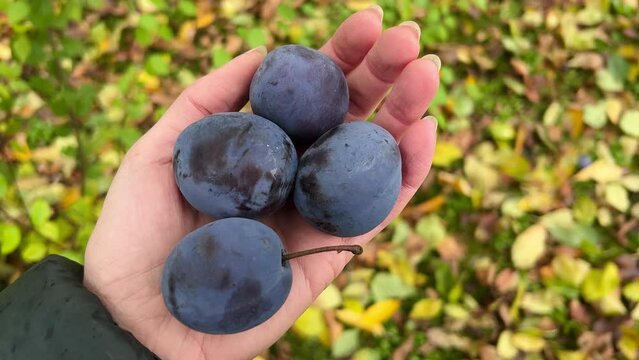 Four large blue ripe plums are held in palm of woman. Close-up of hand on background of yellow leaves in autumn. High quality 4k footage