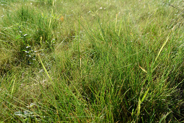 green grass on the meadow