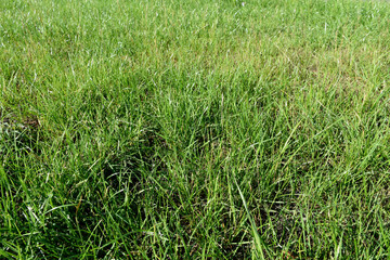 green grass on the meadow