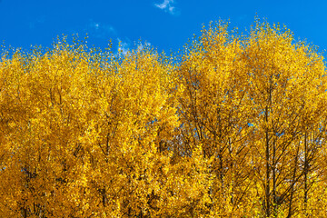 Fall foliage landscape in Colorado