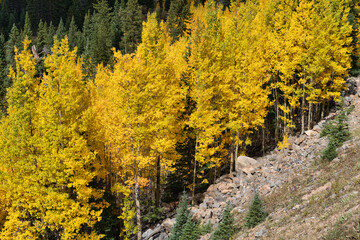 Fototapeta na wymiar Fall foliage landscape in Colorado