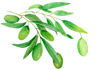 Set branch green olives on white background. Hand drawn illustration.