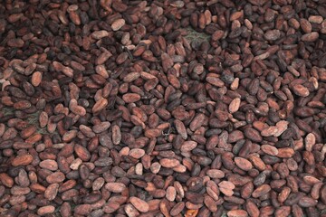 Cocoa seeds in Guadeloupe