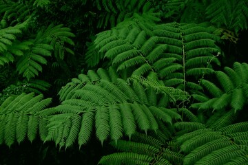 Fern plants background