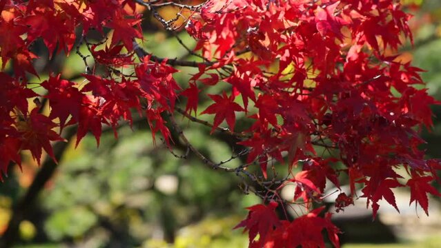 maple tree, leaves, red, autum, japanese garden, japan, nature, fall, sorakuen, &aacute;rbol, oto&ntilde;al, naturaleza, hojas, rojo, ciclos, cielo, arce, flora