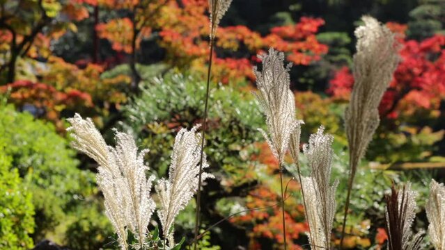 Maple trees leaves turned red in the fall in a japanese garden in autum