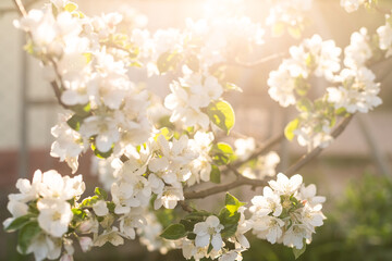 the tree is blooming in the garden