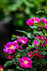 Fototapeta premium Beach rose (Rosa rugosa) flowers