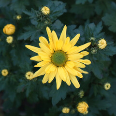 Yellow chrysanthemum flower in the garden.
