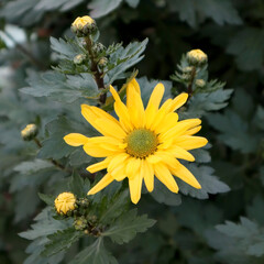 Yellow chrysanthemum flower in the garden.
