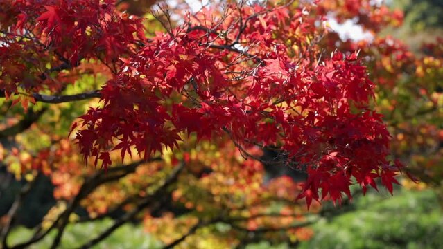 Maple trees leaves turned red in the fall in a japanese garden in autum