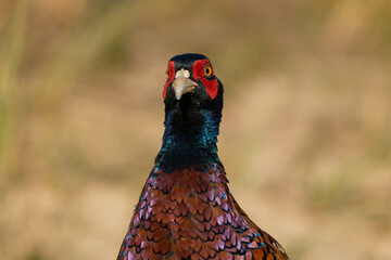 pheasant male in the field