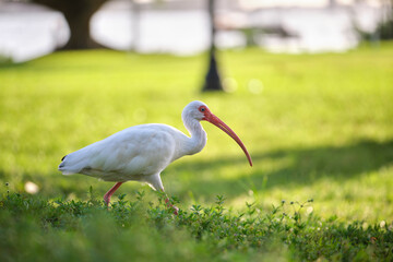 White ibis wild bird, also known as great egret or heron walking on grass in town park in summer