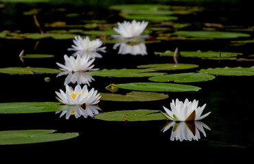 Nymphaea alba, the white waterlily, European white water lily or white nenuphar  is an aquatic flowering plant in the family Nymphaeaceae