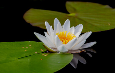 Nymphaea alba, the white waterlily, European white water lily or white nenuphar  is an aquatic...
