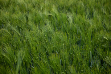 green wheat field