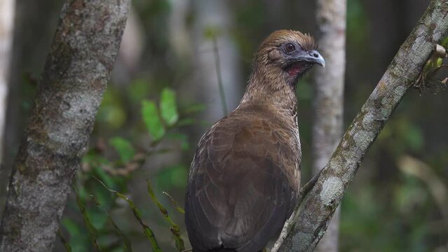 Chaco chachalaca Ortalis canicollis Bird on Tree Branch