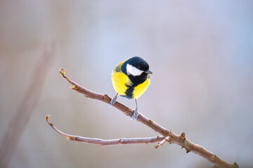 Yellow wild tit bird perching on tree branch on cold winter day