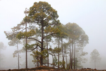 Kanarische Kiefer (Pinus canariensis) Kanaren-Kiefer, Koniferen, Insel Teneriffa, Kanaren, Spanien,...