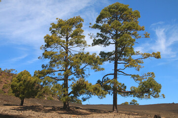 Kanarische Kiefer (Pinus canariensis) Kanaren-Kiefer, Koniferen, Insel Teneriffa, Kanaren, Spanien,...