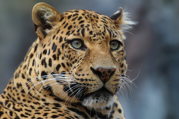 Naklejka na ściany i meble Leopard (Panthera pardus) auch Panther oder Panter, Raubkatze, Afrika, Südasien