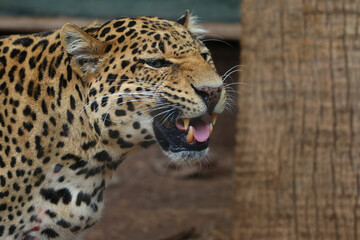 Leopard (Panthera pardus) auch Panther oder Panter, Raubkatze, Afrika, Südasien